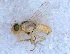  ( - DNA 20090722-31)  @13 [ ] Copyright (2010) Unspecified NCB Naturalis