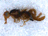  (Euleia heraclei - DNA 20090803-01)  @12 [ ] Copyright (2010) Unspecified NCB Naturalis