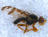  ( - DNA 20090807-02)  @13 [ ] Copyright (2010) Unspecified NCB Naturalis