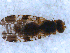  (Tephritis vespertina - DNA 20090808-08)  @15 [ ] Copyright (2010) Unspecified NCB Naturalis