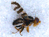  ( - DNA 20090808-09)  @12 [ ] Copyright (2010) Unspecified NCB Naturalis
