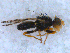  (Campiglossa absinthii - DNA 20090809-01)  @14 [ ] Copyright (2010) Unspecified NCB Naturalis
