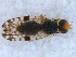  ( - DNA 20090809-01)  @14 [ ] Copyright (2010) Unspecified NCB Naturalis