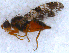  ( - DNA 20090809-02)  @12 [ ] Copyright (2010) Unspecified NCB Naturalis