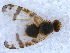  ( - DNA 20090818-01)  @11 [ ] Copyright (2010) Unspecified NCB Naturalis