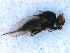  (Lonchaea sp - DNA 20081223-21)  @11 [ ] Copyright (2010) Unspecified NCB Naturalis