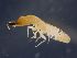  ( - Colombia_CO479)  @13 [ ] Copyright (2014) Rudolf Scheffrahn University of Florida