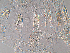  ( - UF_GUA456)  @11 [ ] No Rights Reserved (2014) Rudi Scheffrahn University of Florida