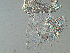  ( - UF_HN647)  @11 [ ] No Rights Reserved (2014) Rudi Scheffrahn University of Florida