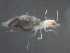  (PacifitermesRHS n. sp. 2 - UF_EC145_01)  @13 [ ] Copyright  Unspecified Unspecified