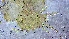  ( - Ros7Ktm1)  @11 [ ] Copyright (2022) Unspecified Kerala Agricultural University