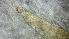  ( - Ros7Ktm1)  @11 [ ] Copyright (2022) Unspecified Kerala Agricultural University