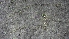  (Oligonychus - Ros7Ktm1)  @11 [ ] Copyright (2022) Unspecified Kerala Agricultural University