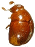  (Zeadolopus TFIC sp. 02 - ZeadolopusTFICsp02_FT47393_Window2009_ethanol_ethanol)  @11 [ ] CreativeCommons - Attribution Non-Commercial Share-Alike (2011) Unspecified Unspecified
