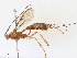  (Amicrocentrinae - CBG-A38406-A08)  @11 [ ] CreativeCommons - Attribution Share - Alike (2024) CBG Photography Group Centre for Biodiversity Genomics