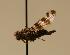 (Pseudotephritis millepunctata - ZMMU AIS000047)  @11 [ ] Unspecified (default): All Rights Reserved  Unspecified Unspecified