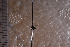  (Hydrellia pulla - BHAK-05487)  @11 [ ] CreativeCommons - Attribution No Derivatives (2018) Hakai Institute Hakai Institute