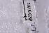  (Parascatopse - BHAK-06291)  @11 [ ] CreativeCommons - Attribution No Derivatives (2018) Hakai Institute Hakai Institute