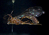  (Ophionini - BHAK-14424)  @11 [ ] CreativeCommons Attribution Non-Commercial No Derivatives (2024) Matt Lemay Hakai Institute