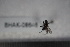  ( - BHAK-08646)  @12 [ ] CreativeCommons - Attribution No Derivatives (2018) Hakai Institute Hakai Institute