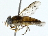  ( - BIOUG85478-C03)  @11 [ ] CreativeCommons - Attribution (2022) CBG Photography Group Centre for Biodiversity Genomics