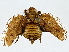 ( - BIOUG89985-E07)  @11 [ ] CreativeCommons - Attribution (2022) CBG Photography Group Centre for Biodiversity Genomics