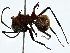  ( - BIOUG91374-B04)  @11 [ ] CreativeCommons - Attribution (2022) CBG Photography Group Centre for Biodiversity Genomics