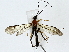  (Braunsia fumipennis - BIOUG91375-E11)  @11 [ ] CreativeCommons - Attribution (2022) CBG Photography Group Centre for Biodiversity Genomics