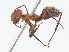  ( - CBG-A07116-A04)  @11 [ ] CreativeCommons - Attribution Share-Alike (2023) CBG Photography Group Centre for Biodiversity Genomics