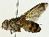  ( - BIOUG89986-A01)  @11 [ ] CreativeCommons - Attribution (2022) CBG Photography Group Centre for Biodiversity Genomics