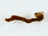  ( - BIOUG91286-A08)  @11 [ ] CreativeCommons - Attribution Non-Commercial Share-Alike (2022) CBG Photography Group Centre for Biodiversity Genomics