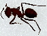  ( - BIOUG91286-A12)  @11 [ ] CreativeCommons - Attribution Non-Commercial Share-Alike (2022) CBG Photography Group Centre for Biodiversity Genomics