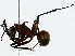  ( - BIOUG91322-B03)  @11 [ ] CreativeCommons - Attribution (2022) CBG Photography Group Centre for Biodiversity Genomics