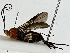  (Agathacrista - BIOUG91322-G01)  @11 [ ] CreativeCommons - Attribution (2022) CBG Photography Group Centre for Biodiversity Genomics