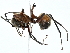  ( - BIOUG91427-F09)  @11 [ ] CreativeCommons - Attribution (2022) CBG Photography Group Centre for Biodiversity Genomics