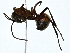  (Polyrhachis mindanaensis - BIOUG91428-C08)  @11 [ ] CreativeCommons - Attribution (2022) CBG Photography Group Centre for Biodiversity Genomics
