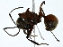  ( - BIOUG91428-C10)  @11 [ ] CreativeCommons - Attribution (2022) CBG Photography Group Centre for Biodiversity Genomics