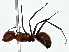  (Colobopsis badia - BIOUG91428-D03)  @11 [ ] CreativeCommons - Attribution (2022) CBG Photography Group Centre for Biodiversity Genomics