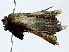  ( - BIOUG91375-F10)  @11 [ ] CreativeCommons - Attribution (2022) CBG Photography Group Centre for Biodiversity Genomics