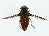  (Tabanus rubicundus - BIOUG95316-D03)  @11 [ ] CreativeCommons - Attribution (2023) CBG Photography Group Centre for Biodiversity Genomics