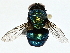  ( - BIOUG95316-E03)  @11 [ ] CreativeCommons - Attribution (2023) CBG Photography Group Centre for Biodiversity Genomics