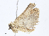  ( - CBG-A07117-C08)  @11 [ ] CreativeCommons - Attribution Share - Alike (2023) CBG Photography Group Centre for Biodiversity Genomics