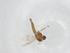  (Polypedilum sp. 20SC - CBG-A12078-G03)  @11 [ ] CreativeCommons - Attribution Share - Alike (2023) Centre for Biodiversity Genomics Centre for Biodiversity Genomics