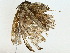  ( - BIOUG91323-F02)  @11 [ ] CreativeCommons - Attribution (2022) CBG Photography Group Centre for Biodiversity Genomics