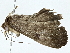  ( - BIOUG91323-F07)  @11 [ ] CreativeCommons - Attribution (2022) CBG Photography Group Centre for Biodiversity Genomics