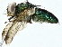  (Isomyia pseudonepalana - BIOUG91324-C03)  @11 [ ] CreativeCommons - Attribution (2022) CBG Photography Group Centre for Biodiversity Genomics