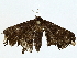  ( - BIOUG91325-B04)  @11 [ ] CreativeCommons - Attribution (2022) CBG Photography Group Centre for Biodiversity Genomics