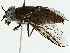  (Tabanus griseilineis - BIOUG91326-C01)  @11 [ ] CreativeCommons - Attribution (2022) CBG Photography Group Centre for Biodiversity Genomics