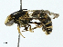  ( - BIOUG91327-A12)  @11 [ ] CreativeCommons - Attribution (2023) CBG Photography Group Centre for Biodiversity Genomics
