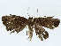  ( - BIOUG91327-G11)  @11 [ ] CreativeCommons - Attribution (2023) CBG Photography Group Centre for Biodiversity Genomics